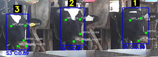 Cow Head Position Analysis